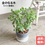 金のなる木  グラデーションセメント鉢植え ユーフォルビア 観葉植物 クラッスラ・ポルツラケア 多肉植物 即日出荷 送料無料