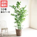 高性チャメドレア 観葉植物 10号 大型 バナナリーフ鉢カバー付 ヤシの木 コウセイチャメドレア 寒さに強い おしゃれ 鉢植え 本物 大きい
