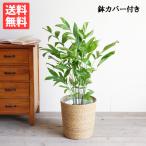 高性チャメドレア やわらかいかご付 観葉植物 送料無料 ヤシの木 中型 大型サイズ 寒さに強い