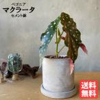 ベゴニア マクラータ 水玉模様の植物 アッシュグレーセメントポット植え 木立ち性 卓上サイズ 観葉植物 送料無料 即日出荷