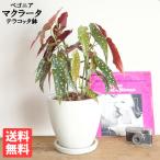 ベゴニア マクラータ 水玉模様 アイボリーテラコッタ鉢植え 木立ち性 中型 ボリューム有り 観葉植物 送料無料 即日出荷