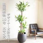 幸福の木マッサン観葉植物10号大型...
