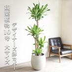 幸福の木マッサン観葉植物10号大型...