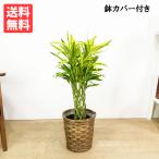 ショッピング観葉植物 ミリオンバンブー 鉢カバー付 観葉植物 送料無料 ラッキーバンブー 幸運の竹 ドラセナ 中型 即日出荷