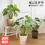 モンステラ 観葉植物 ボタニープラ