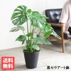 モンステラ 観葉植物 ブラックセラ