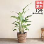 オーガスタ観葉植物10号大型鉢カバ...