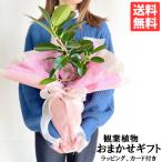 観葉植物 おまかせ ラッピング メッセージカード・立札無料 Mサイズ 人気植物 育てやすい 長持ち 強い 送料無料
