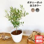 オリーブの木 選べる鉢カラー ボタニーポット 新素材 自宅用 ギフト 送料無料 観葉植物 オリーブ 即日出荷