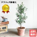 オリーブの木 オリーブ 鉢植え テラ