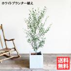 オリーブ オリーブの木 キューブホワイト鉢植え 送料無料 育てやすい 本物 御祝 観葉植物 シンボルツリー 即日出荷