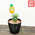 ショッピング観葉植物 パイナップルコーン 蘇鉄麒麟 ソテツキリン ユーフォルビア 観葉植物 多肉植物 サボテン 送料無料