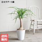 ポニーテール白色セラアート鉢植えト...