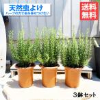 ローズマリー 3鉢セット 立性 鉢植え 観葉植物 苗 苗木 ハーブ 3株 送料無料