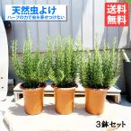 ショッピング虫除け ローズマリー ３鉢セット 立性 鉢植え 観葉植物 苗 苗木 ハーブ ３株 送料無料