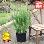 ショッピング観葉植物 ローズマリー 立性 ボリューム有り 鉢植え 観葉植物 苗 苗木 ハーブ 送料無料 即日出荷