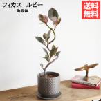 フィカス ルビー ループ樹形 観葉植物 ブラウン 陶器鉢植え 北欧ヴィンテージ風  中型 ゴムの木 送料無料 即日出荷