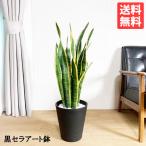 サンセベリア 観葉植物 ブラックセラアート鉢 サンスベリア ローレンティー 虎の尾 トラノオ 送料無料 中型 大型