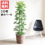 シェフレラ 青 観葉植物 10号 大型 鉢カバー付 バナナリーフ鉢カバー おしゃれ 鉢植え 本物 大きい