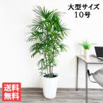 シュロチク 棕櫚竹 観葉植物 10号 大