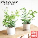 シルクジャスミン選べるシリンダー型...