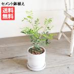 シルクジャスミンアッシュグレーセメ...