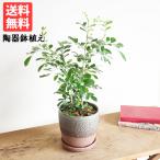 シルクジャスミンツートン茶色陶器鉢...