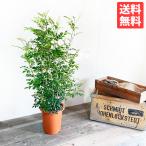 シマトネリコ 苗 庭木 株立ち トネリコ 観葉植物 中型 インテリア 丈夫 送料無料