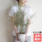 ソフォラ リトルベイビー 特大 縦ラ