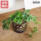 シュガーバイン茶色陶器鉢植え卓上サ...