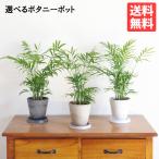 ショッピング観葉植物 テーブルヤシ エレガンス 選べる鉢カラー ボタニーポット 観葉植物 卓上 本物 チャメドレア インテリア 中型 オフィス デスク 即日出荷 送料無料