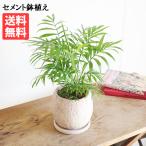  стол cocos nucifera elegance розовый бежевый цемент растение в горшке декоративное растение настольный подлинный товар коричневый medo редкость интерьер средний модный в тот же день отгрузка бесплатная доставка 