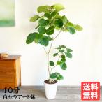 フィカス ウンベラータ 観葉植物 10号 大型 ゴムの木 ホワイトセラアート鉢植え おしゃれ 鉢植え 本物 大きい