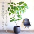 フィカスウンベラータ観葉植物10号...