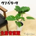 観葉植物