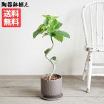 フィカス ウンベラータ ループ樹形 観葉植物 ブラウン 陶器鉢植え 北欧ヴィンテージ風  中型 ゴムの木 送料無料 即日出荷