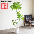フィカス ウンベラータ 大きめ S字樹形 観葉植物 白セラアート鉢 ８号 大型 ゴムの木 送料無料 即日出荷