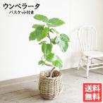 フィカス ウンベラータ ループ樹形 ゴムの木 バスケット付き ナチュラル 観葉植物 本物 中型 大型 インテリア 送料無料 即日出荷