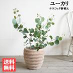 ユーカリ アンティークテラコッタ鉢植え 送料無料 ユーカリの木 鉢植え 観葉植物 ベランダ テラス バルコニー ハーブ 玄関