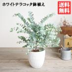 ショッピング観葉植物 ユーカリ ホワイトテラコッタ鉢植え 送料無料 ユーカリの木 鉢植え 観葉植物 ベランダ テラス バルコニー ハーブ 玄関