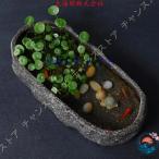 浅型植木鉢アンティーク陶器陶器鉢大...