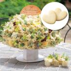  маленький подарок / welcome board бесплатная доставка I зеленый купол 50 шт. комплект 