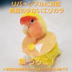 インコ エリザベスカラー(鱗・うろこ) 1枚・3サイズ・4ｇ