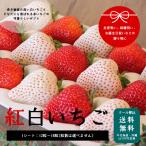 産地直送完熟いちご　紅白いちご　贈答用(1シート 12粒〜18粒)