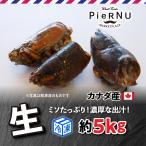 [ рефрижератор ] омар head ( Canada производство ) примерно 5kg