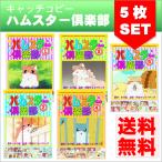 �y���TDVD�t�z�V�i �n���X�^�[ ��y�� DVD5���g �Z�b�g AJX-101-105