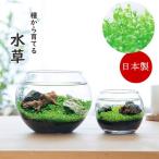  немедленно отгрузка водоросли аквариум культивирование комплект культивирование комплект водоросли комплект садоводство садоводство in bound . земля производство День отца День почитания пожилых людей 