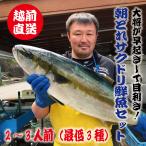 鮮魚ボックス 鮮魚セット 鮮魚 刺身用 直送 詰め合わせ 下処理 2〜3人前 3種以上 越前産 福井県産 朝どれ サクどり