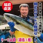 鮮魚ボックス 鮮魚セット 鮮魚 刺身用 直送 詰め合わせ 下処理 4〜5人前 3種以上 越前産 福井県産 朝どれ サクどり ギフト