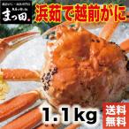 茹で越前がに 1.1kg 1パイ 冷蔵 便 越前ガニ かに カニ 蟹 ズワ イ ズワイガニ お取り寄 ...